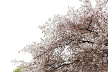 Güzel kiraz çiçeklerinin yakın plan fotoğrafı..