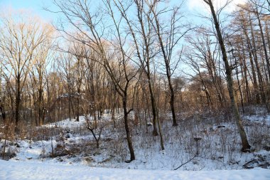Kurumuş ağaç kışın ayakta duruyor.