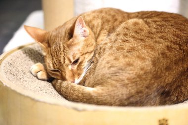 Sevimli kedi yastıkta dinleniyor..