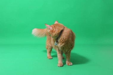 Yeşil ekrandaki kızıl kedi..