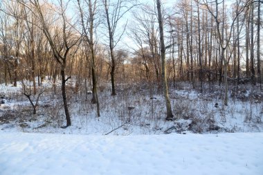 Kurumuş ağaç kışın ayakta duruyor.