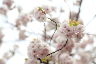Güzel kiraz çiçeklerinin yakın plan fotoğrafı..
