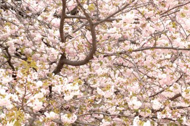 Güzel kiraz çiçeklerinin yakın plan fotoğrafı..