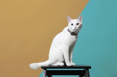 Yeşil ekrandaki tek gözlü genç kedi..