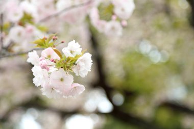 Güzel kiraz çiçeklerinin yakın plan fotoğrafı..
