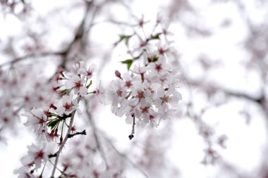 Güzel kiraz ağacının yakın plan resmi..