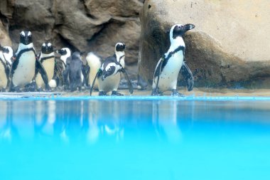 Havuzun kenarındaki penguen grubu..