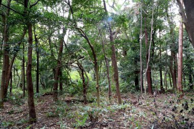 Ormanda bir sürü uzun ağaç.