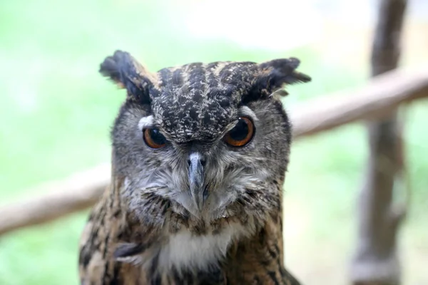 Great Horned Owl Face — Stock Photo, Image