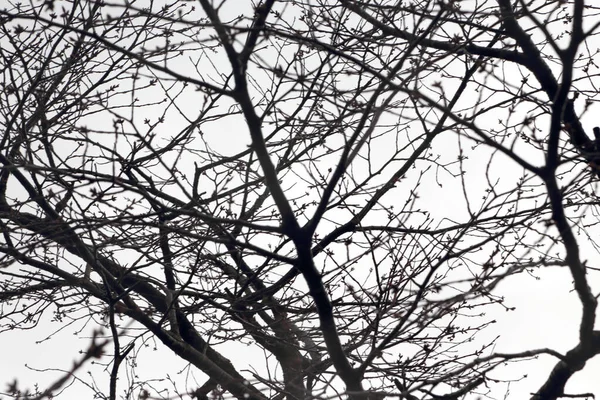 Der Getrocknete Baum Steht Winter — Stockfoto