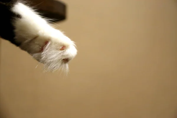 Adorable Gato Relajándose Almohada — Foto de Stock