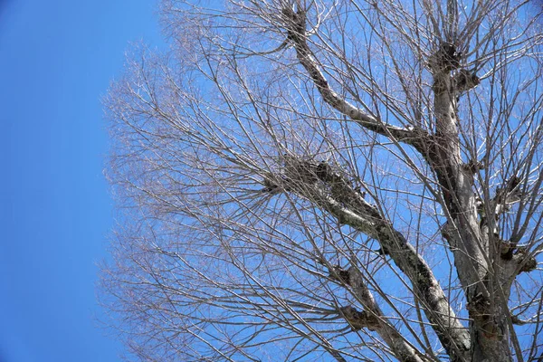 Árvore Seca Contra Céu Azul — Fotografia de Stock