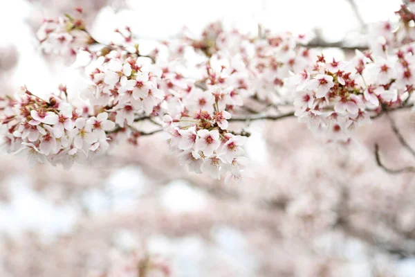 Close Picture Beautiful Cherry Blossom — Stock Photo, Image