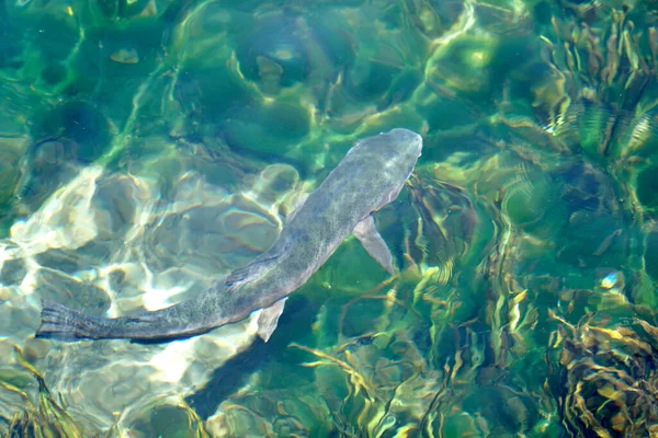 Japanische Karpfenfische Schwimmen Klaren Teich — Stockfoto