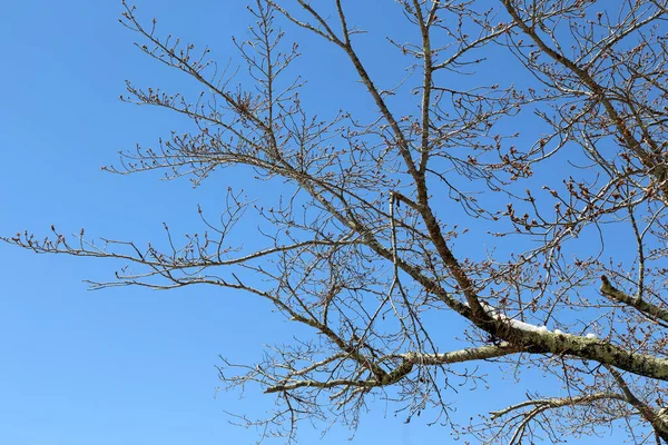 Der Getrocknete Baum Steht Vor Dem Blauen Himmel — Stockfoto