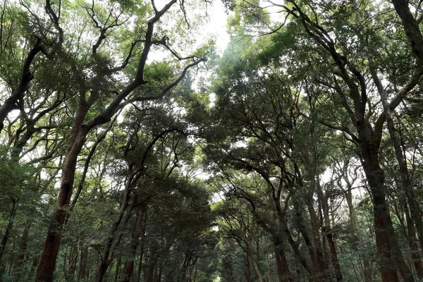 Veel Hoge Bomen Het Bos — Stockfoto