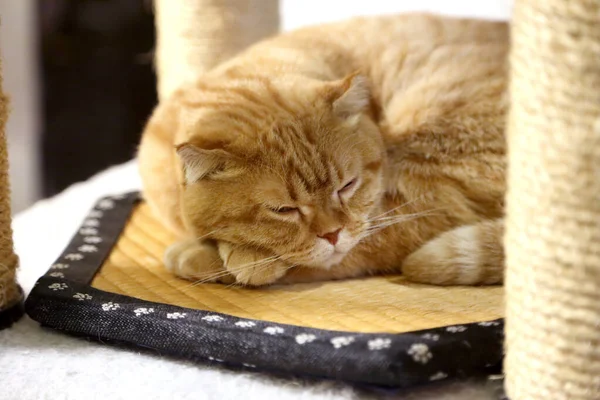 Adorable Cat Relaxing Pillow — Stock Photo, Image