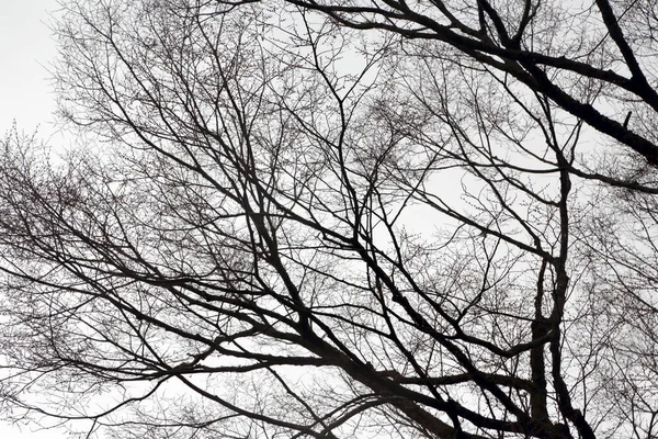 Árvore Secada Que Está Inverno — Fotografia de Stock