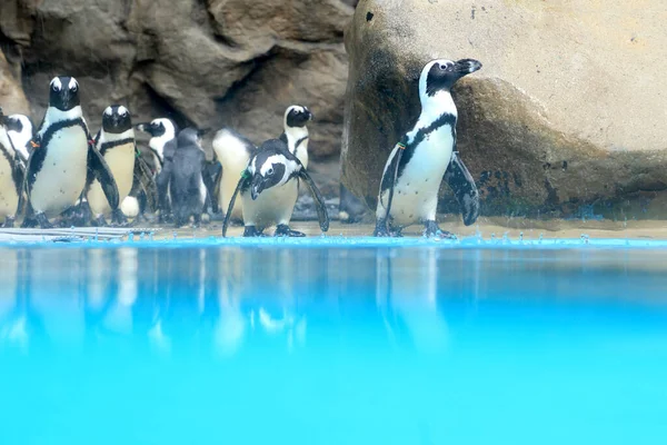 Havuzun kenarındaki penguen grubu..