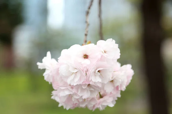 Das Nahaufnahme Bild Der Schönen Kirschblüte — Stockfoto