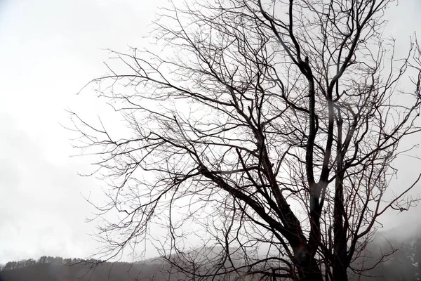 Der Getrocknete Baum Steht Winter — Stockfoto