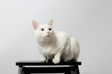 Sandalyede oturan tuhaf gözlü kedi..