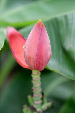 Parktaki muz çiçeğinin resmi..