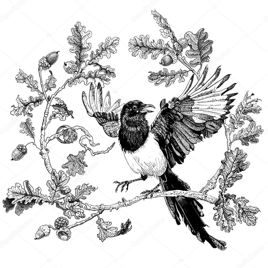 Magpie on an oak branch. Bird flaps its wings. Hand drawn detailed ink pen illustration isolated black on white. T shirt print, tattoo design in dotwork style. Nature, folklore, wildlife concept.