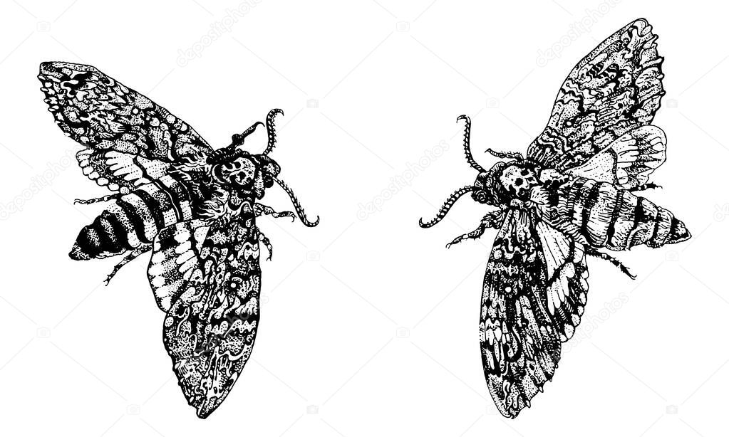 Acherontia Styx or Deaths-head hawkmoth butterflies. Hand drawn ink pen illustration isolated black on white. T shirt print, tattoo design in dotwork style. Nocturnal, gothic, magic, esoteric concept