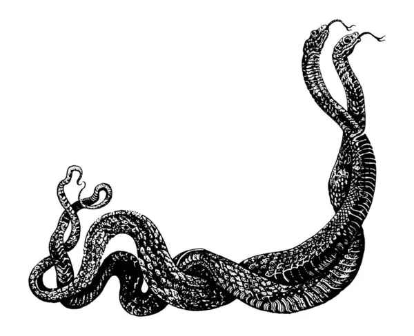 Due serpenti intrecciati nella danza dell'amore. Illustrazione a penna inchiostro disegnato a mano isolato nero su bianco. Stampa della maglietta, disegno del tatuaggio in stile dotwork. — Vettoriale Stock