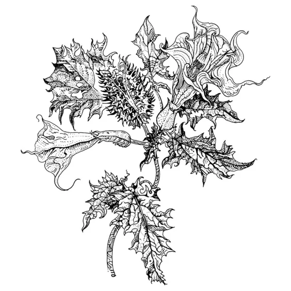 Datura stramonium, dikenli elma veya şeytan tuzağı. El çizimi, detaylı vektör botanik çizimi, tişört izi, dotwork stili dövme tasarımı. Geleneksel tıpta kullanılan zehirli bitki.. — Stok Vektör