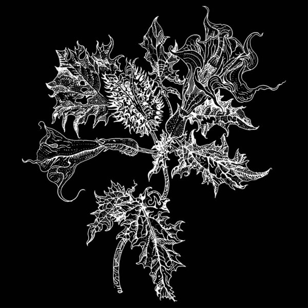 Датура клубника, терновое яблоко или чертовщина. подробная векторная ботаническая иллюстрация, печать футболки, дизайн татуировки белый на черном. Ядовитые растения, используемые в традиционной медицине.