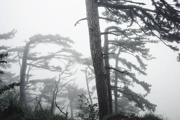 霧の中でクリミア松 クリミア南部のアイペトリ山 自然保護区 ハイキング 霧深い山の風景 — ストック写真