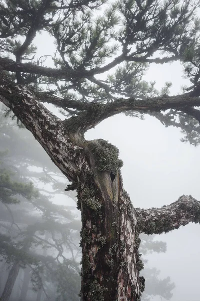 Όμορφο Πεύκο Της Κριμαίας Στην Ομίχλη Όρος Petri Στη Νότια — Φωτογραφία Αρχείου