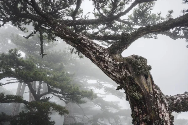 霧の中で美しいクリミアの松 クリミア南部のアイペトリ山 自然保護区 ハイキング 霧深い山の風景 — ストック写真