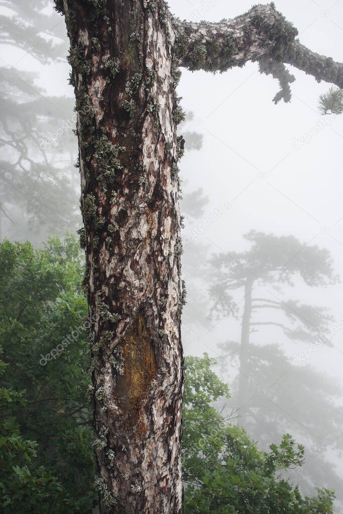 Crimean pine in the fog. Mount Ai-Petri in southern Crimea. Nature reserve, travel, tourism, hiking. Misty mountain landscape.