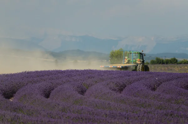 Lavanda — Fotografia de Stock