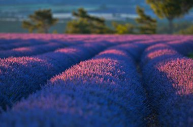 Lavande