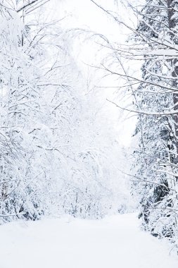 Rus kış orman yolu karda