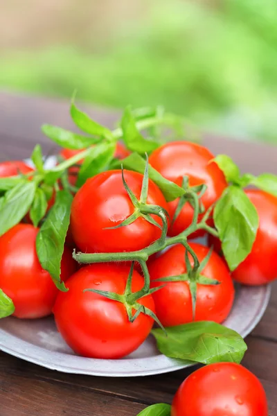 Świeże pomidory organicznych w blachy — Zdjęcie stockowe