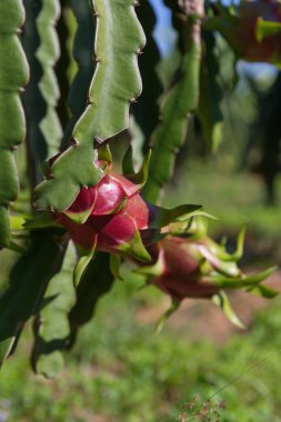 Dragon meyve veya Pitaya Pitahaya plantasyon içinde Tayland Hylocer Undatus