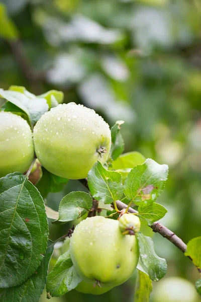 Green apples on a branch in garden — Stock Photo, Image