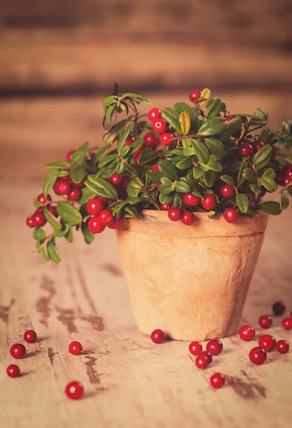 新鮮な熟した赤いクランベリー — ストック写真