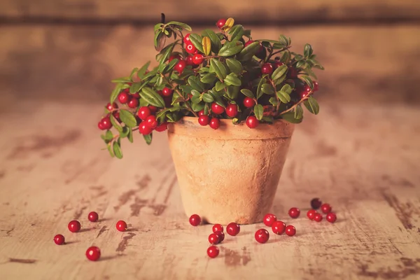 新鮮な熟した赤いクランベリー — ストック写真