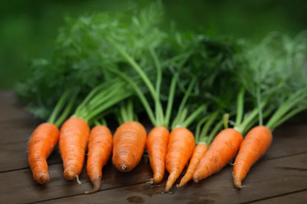 Fresh carrot crop in the garden