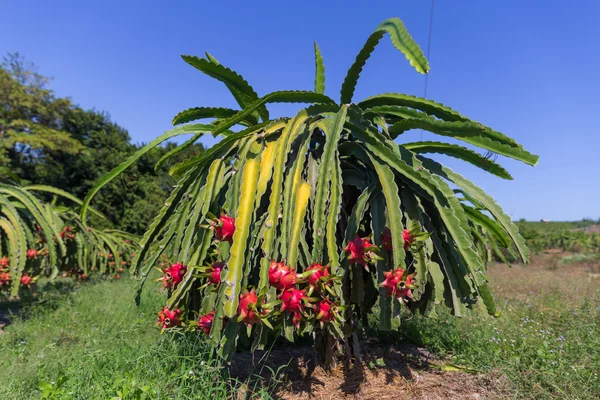 Dragon meyve veya Pitaya Pitahaya plantasyon içinde Tayland Hylocer Undatus