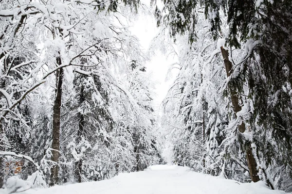 Ryska vintern skog i snö — Stockfoto