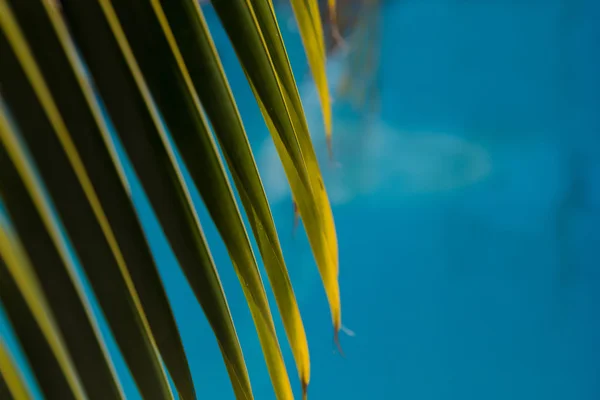 Fondo superficie dell'acqua con foglie di palma — Foto Stock