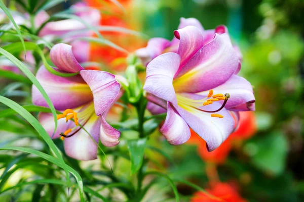 Lily flower bakgrund — Stockfoto