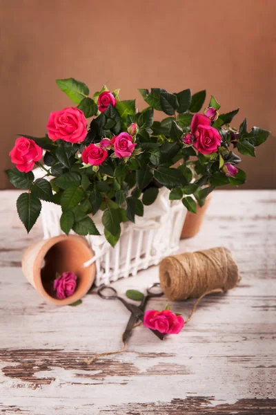 Red roses flowers and gardening tools — Stock Photo, Image